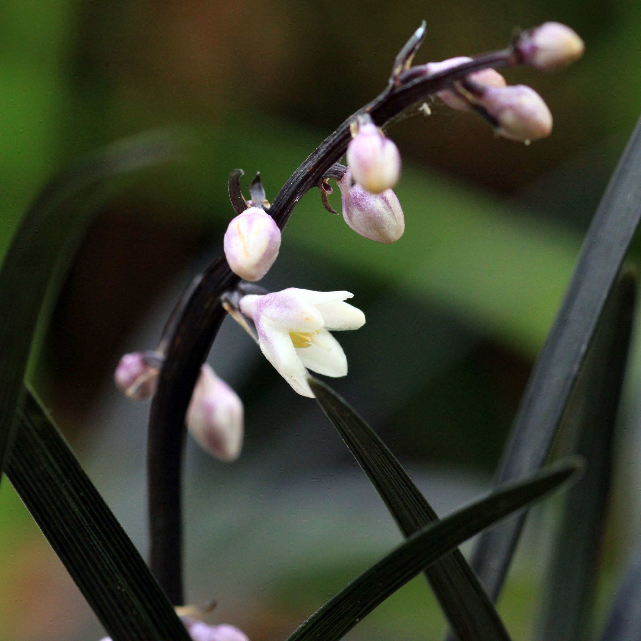 Ophiopogon planiscapus Nigrenscens 'Black Mondo Grass' 2L