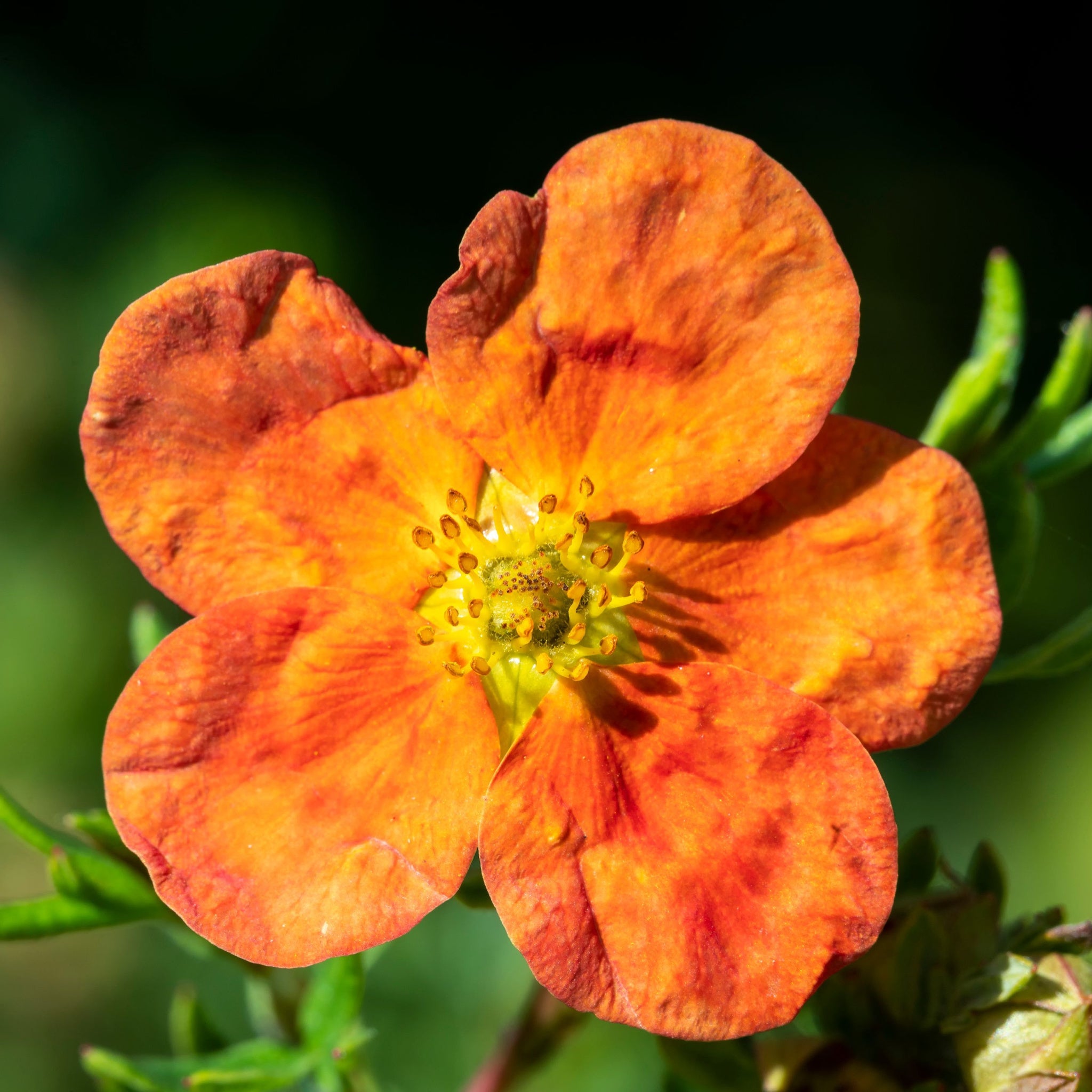 Potentilla fruticosa 'Red Ace' 2L