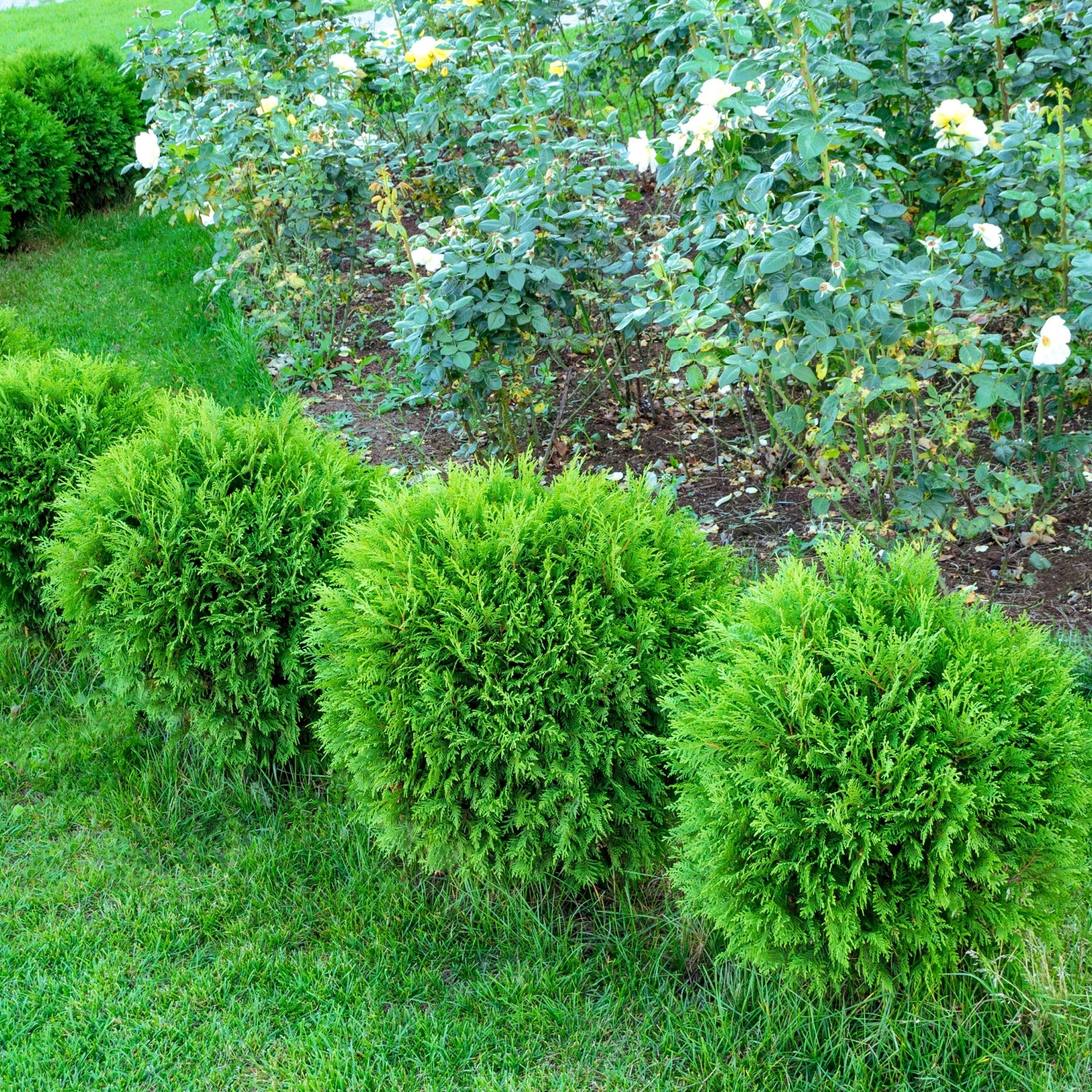 Thuja occidentalis 'Danica' 2L / 3L / 10L