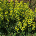 Euphorbia Robbiae 9cm/2L Pot