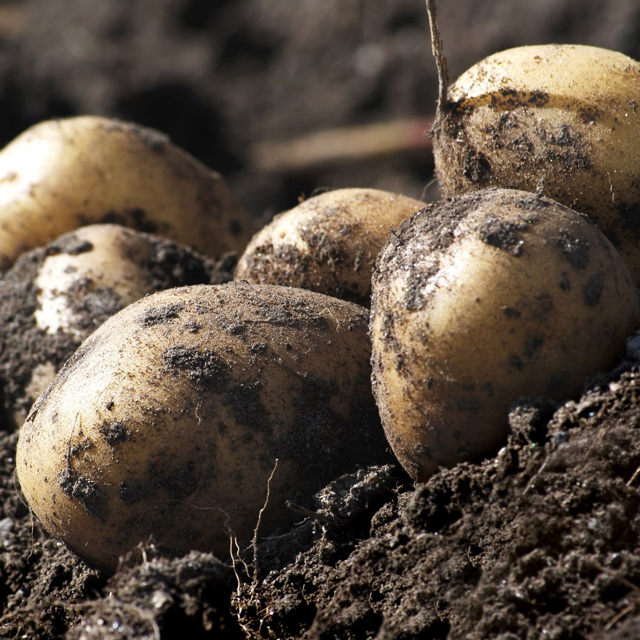 Winston Seed Potatoes 2KG