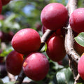 Dwarf Patio Plum Tree 'Jubileum' 1M
