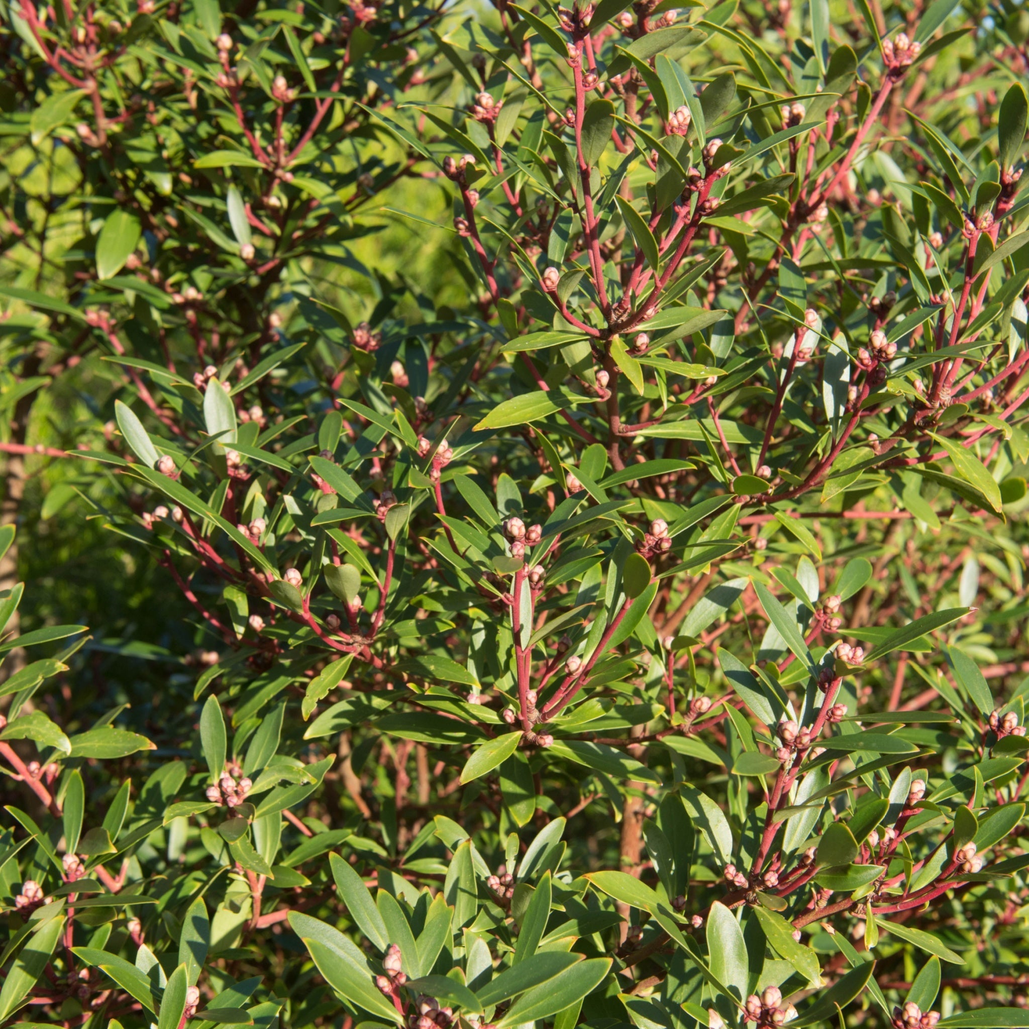 Drimys aromatica 3L