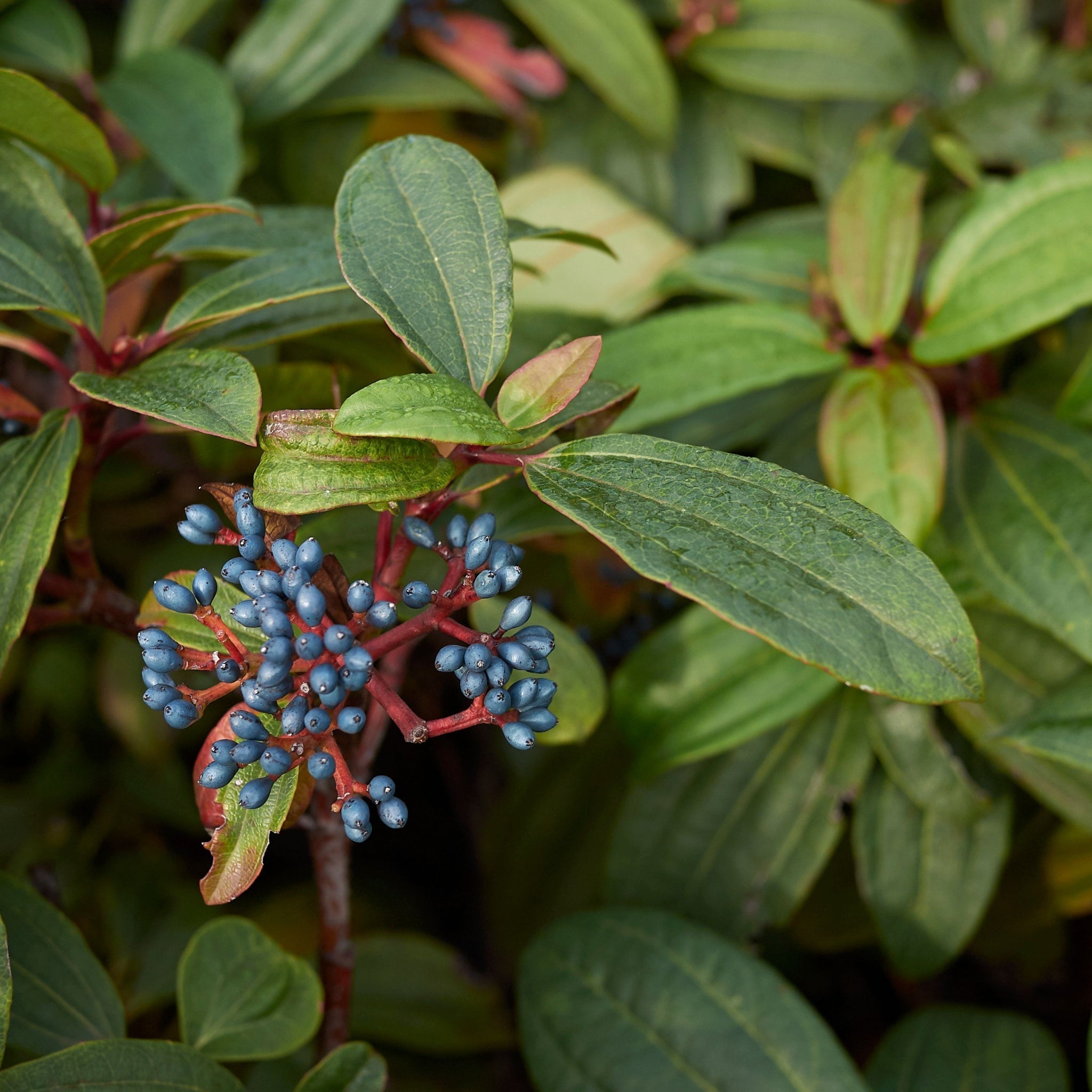 Viburnum davidii 9cm