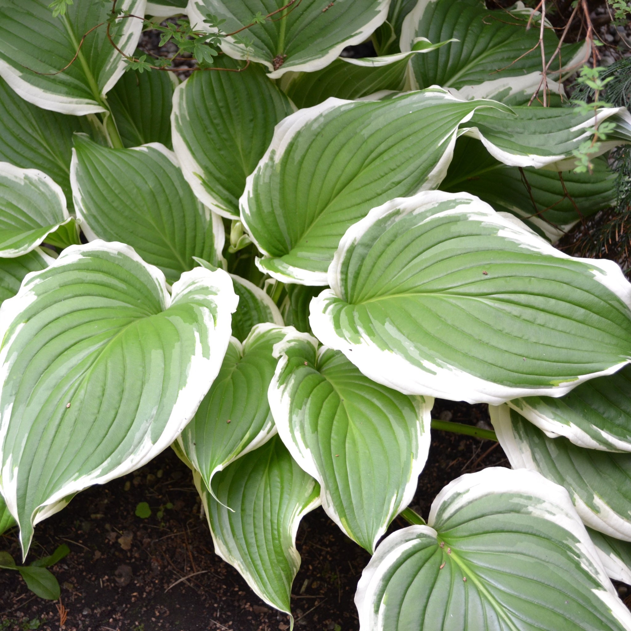 Hosta undulata var. albomarginata 1L