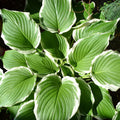 Hosta undulata var. albomarginata 1L
