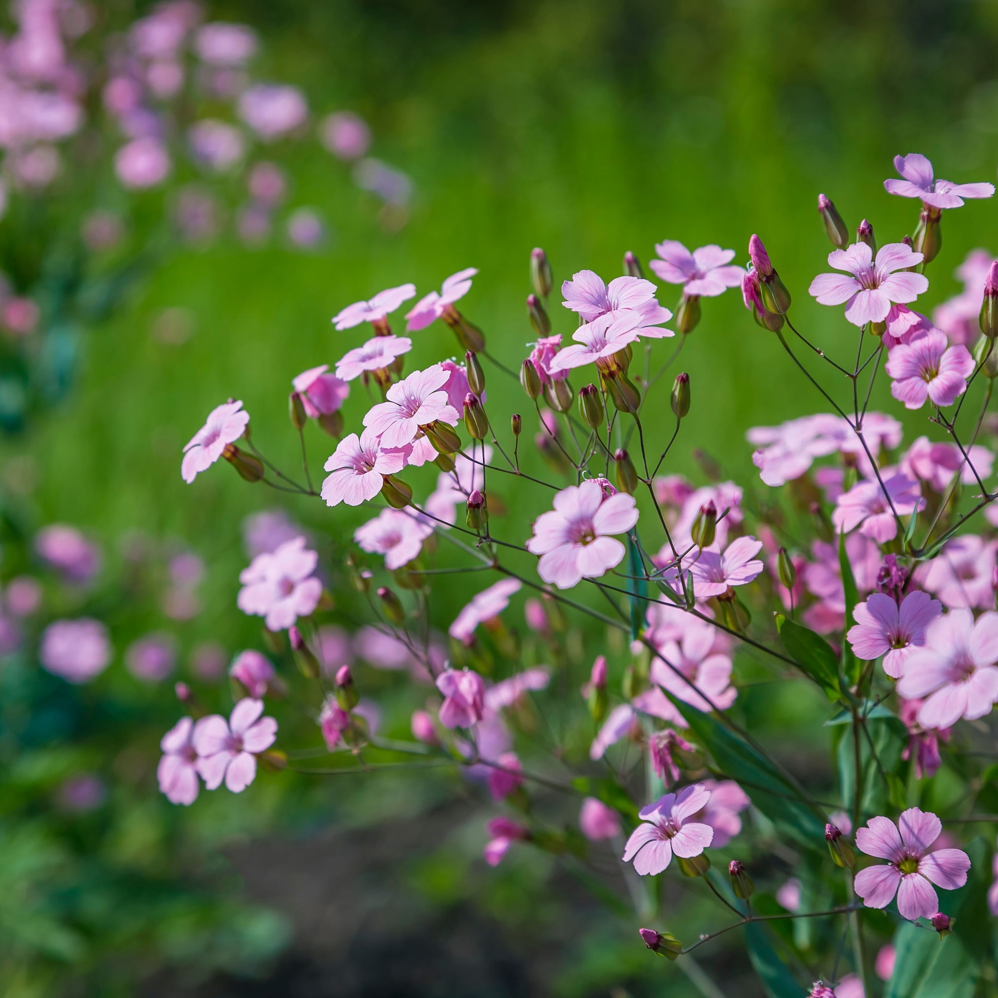 Gypsophila Rose 1.5L