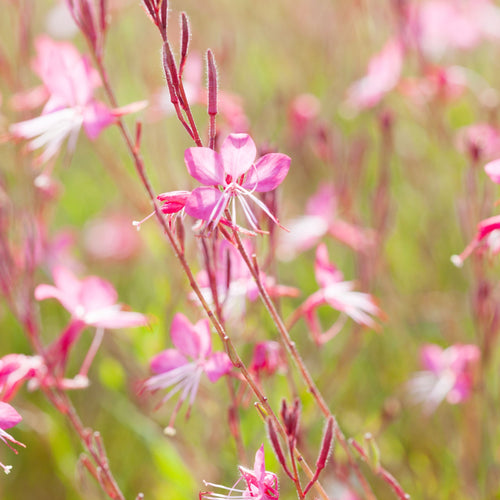 4 x Pink Flowering Perennials – 9cm Pots