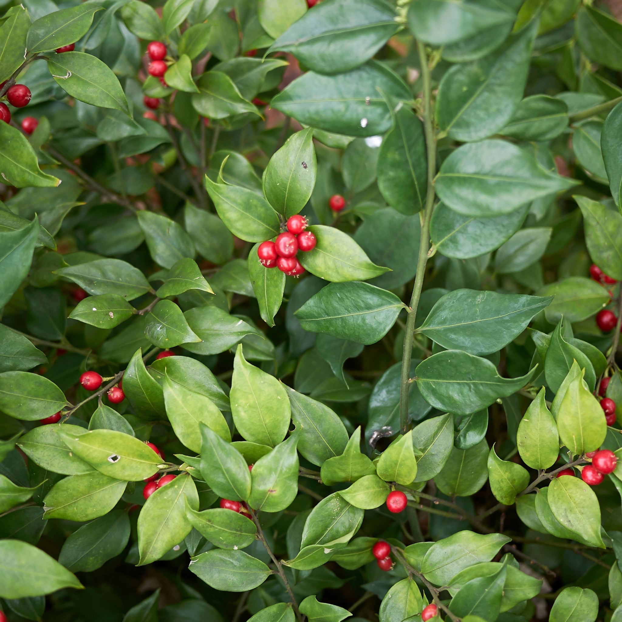 Sarcococca ruscifolia 2L