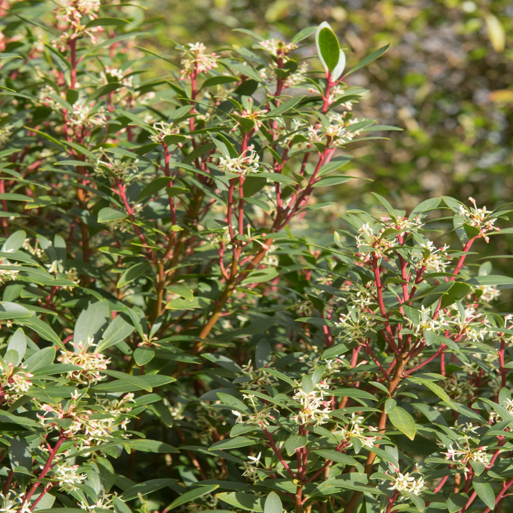 Drimys aromatica 3L