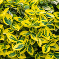 Euonymus fortunei 'Emerald n Gold'  1L / 5L