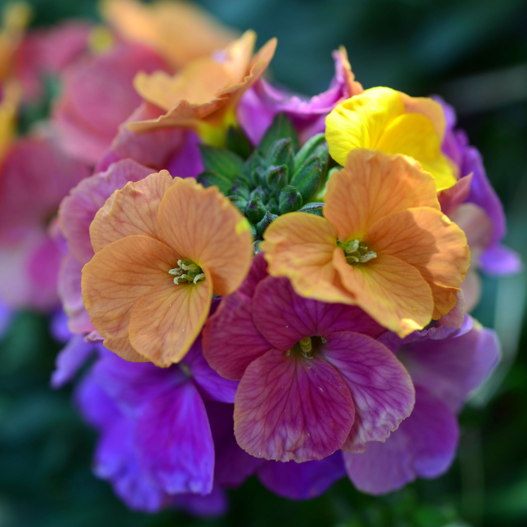 Erysimum 'Erysistible Magenta' 9cm