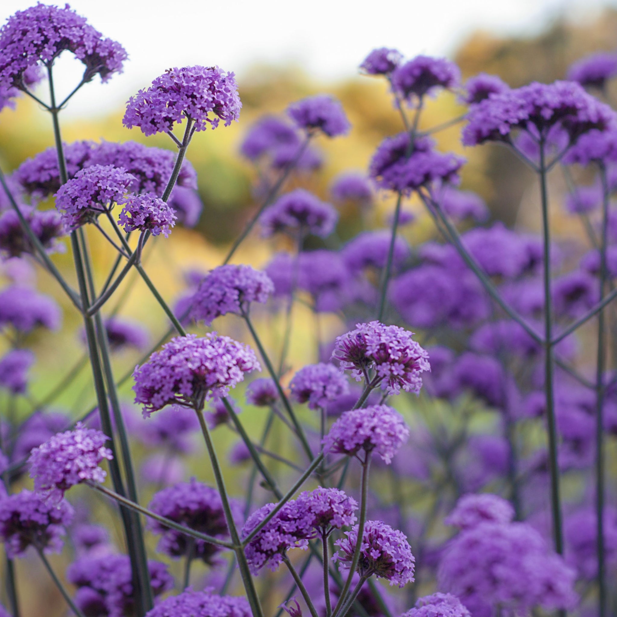 Verbena bonariensis 9cm/1.5L/2L