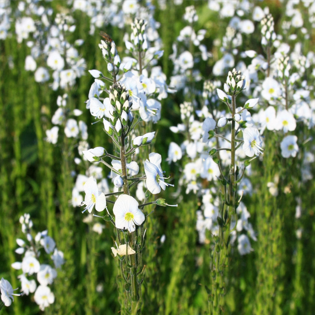 Veronica gentianoides 9cm Pot