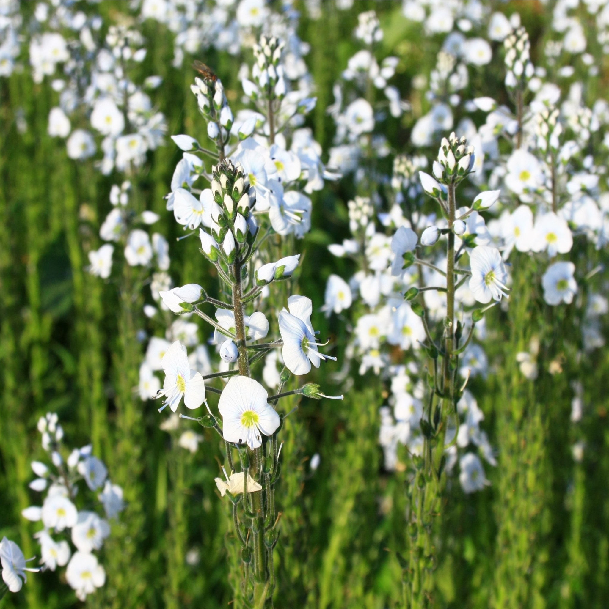 Veronica gentianoides 9cm Pot