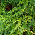 Thuja plicata 'Can Can' 9cm