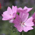 Malva moschata 'Rosea' 1L