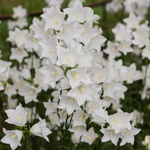 4 x White Flowering Perennials – 9cm Pots