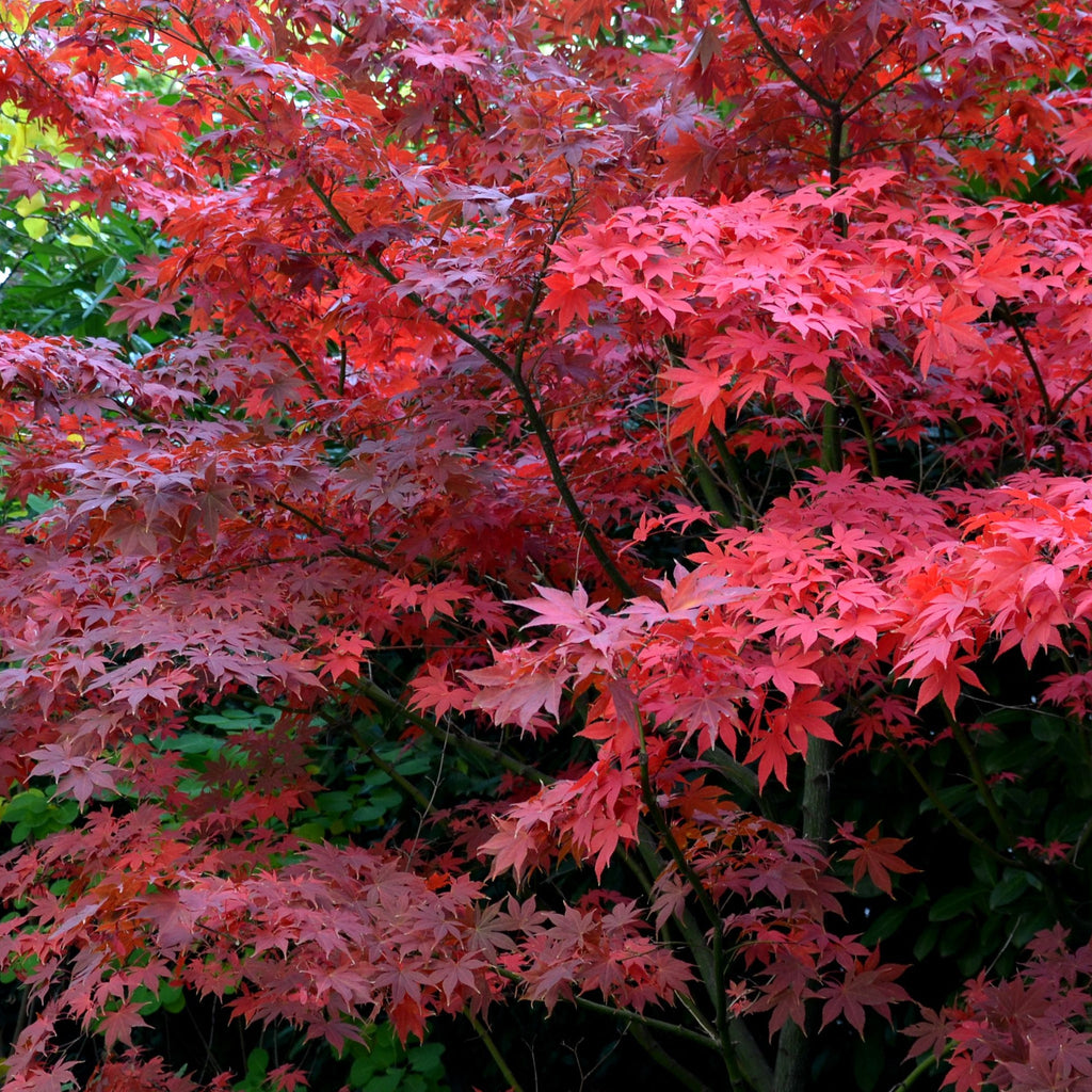 Acer palmatum 'Bloodgood' 35L 150cm