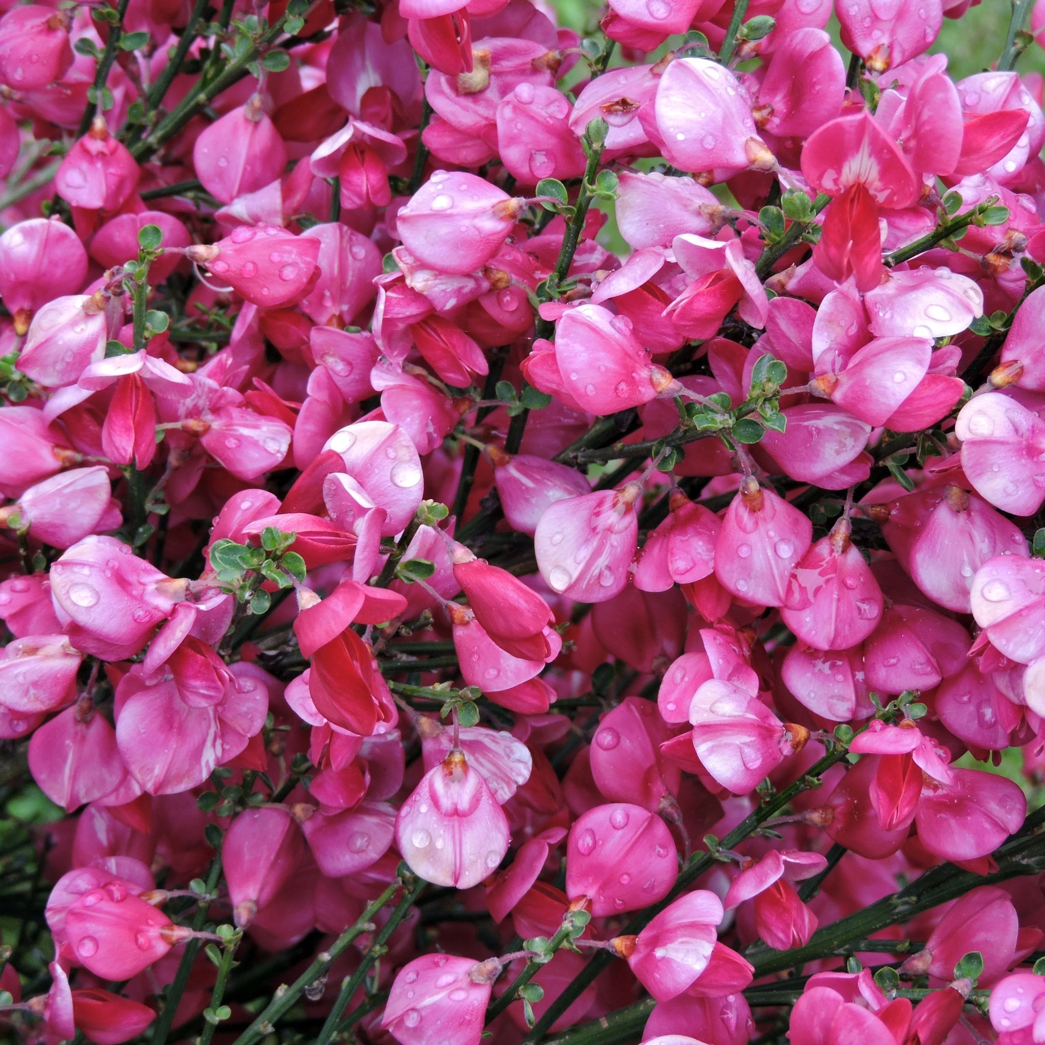 Cytisus praecox 'Zeelandia' 1.5L