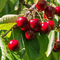 Dwarf Patio Cherry Tree 'Stella' 1M