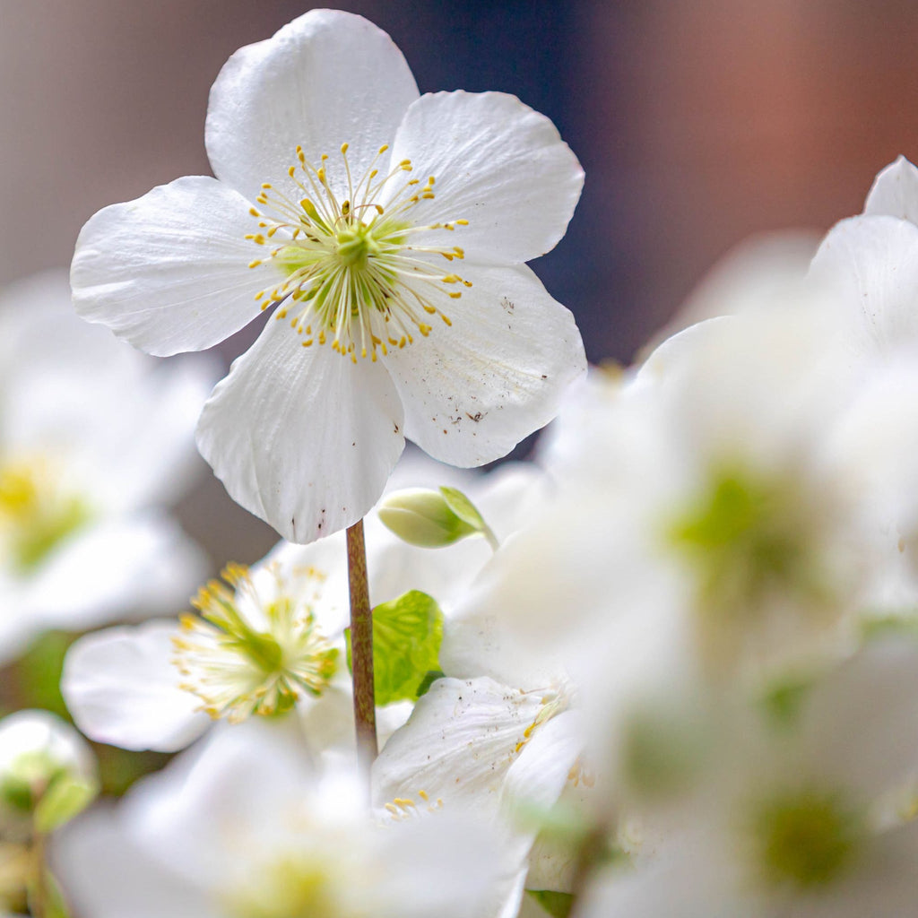 Helleborus nyger 'Christmas Carol' | Christmas Rose | Hellebore | 9cm-2L Available