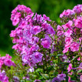Phlox paniculata 'Purple Flame' 1L