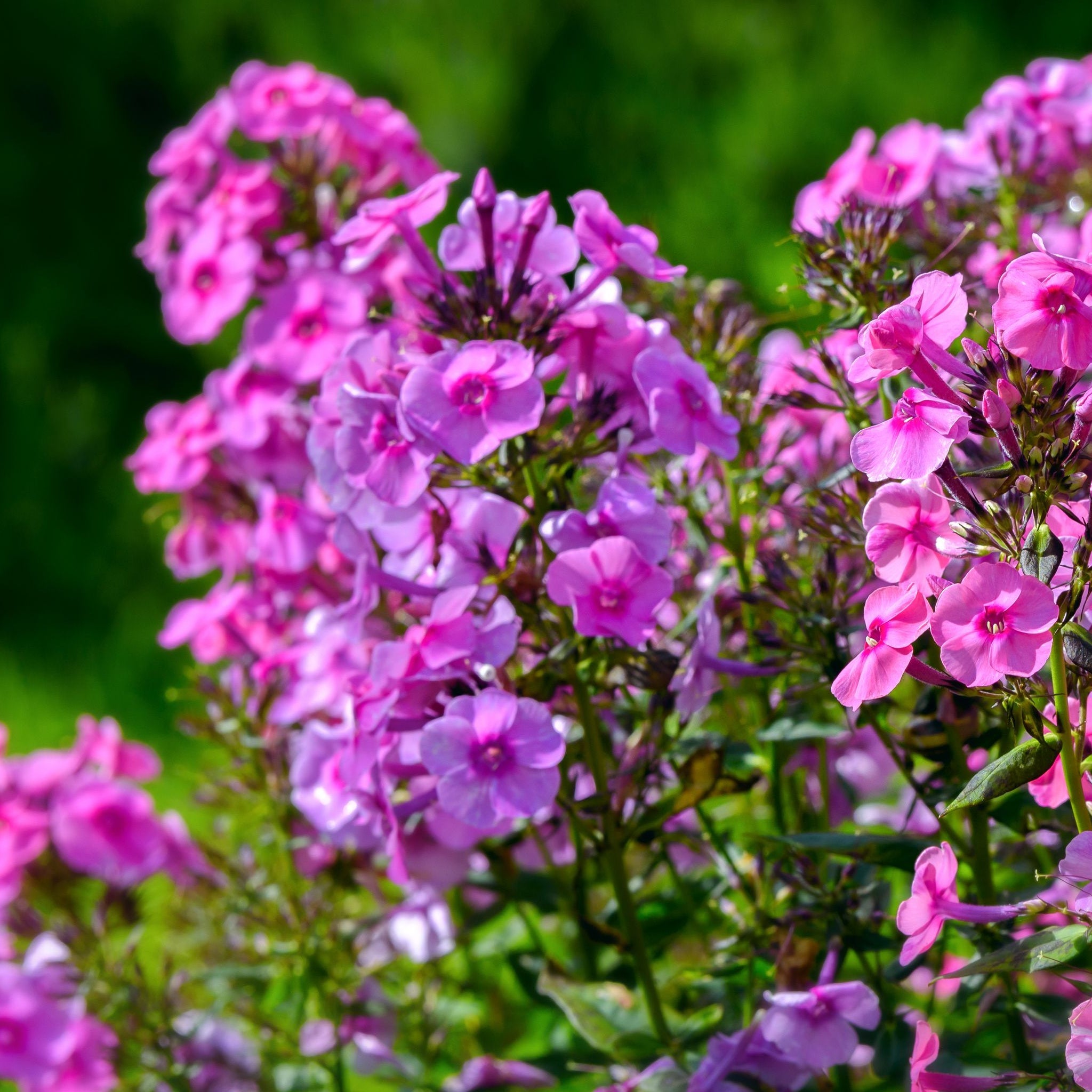 Phlox paniculata 'Purple Flame' 1L