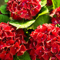 Dwarf Hydrangea | Hydrangea macrophylla 'Little Red' 2L
