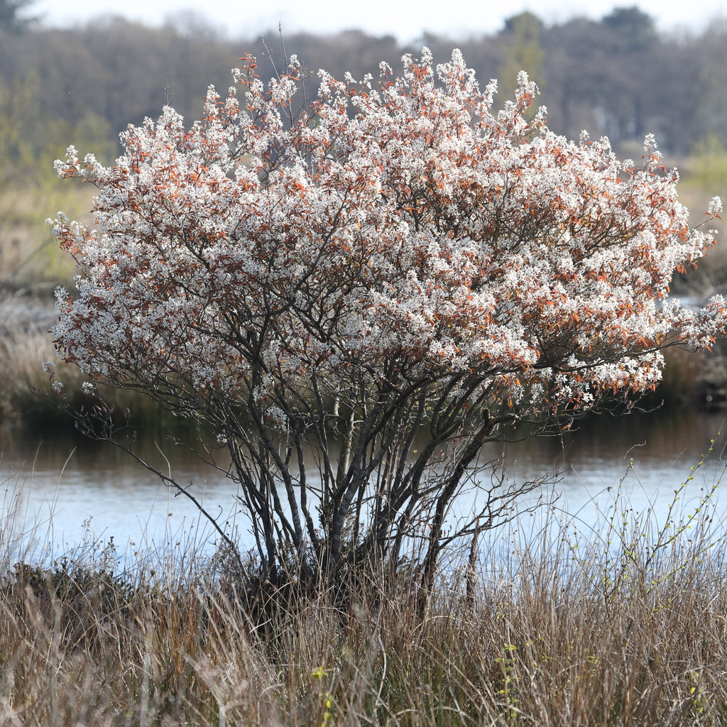 Amelanchier lamarckii 3.5L / 7.5L