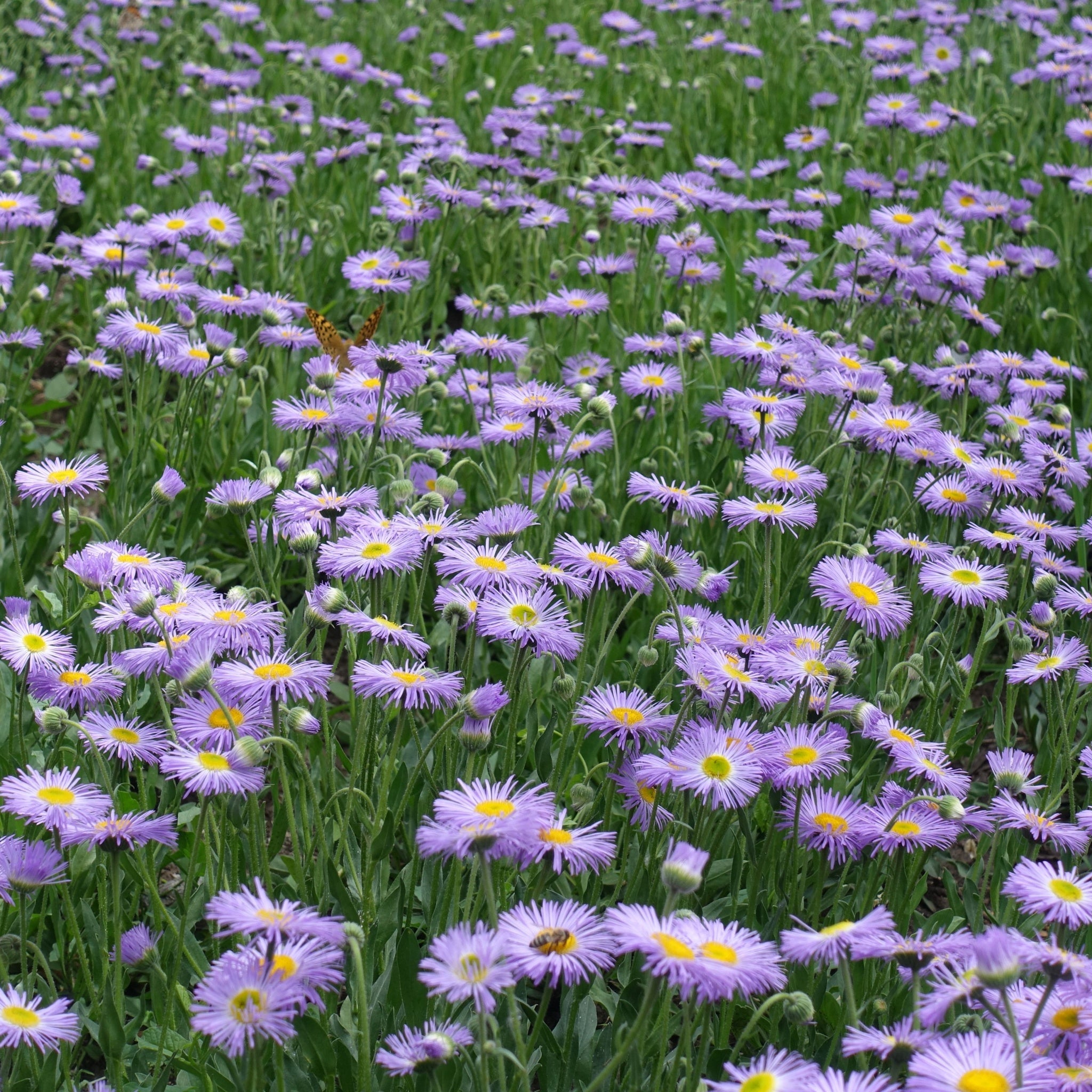 Erigeron karvinskianus Lavender Lady (9cm Pot)