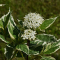 Cornus alba Elegantissima 1L / 2L