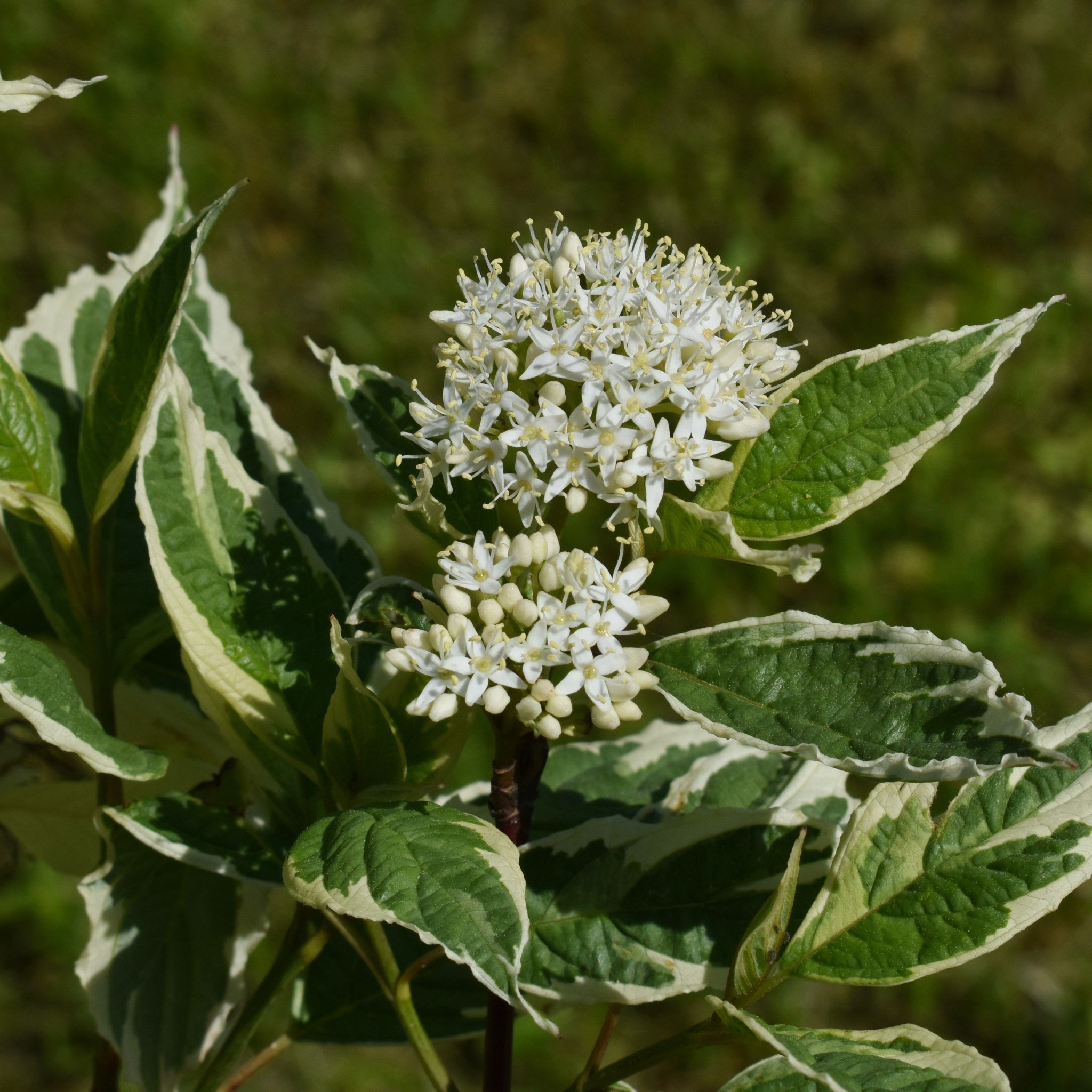 Cornus alba Elegantissima 1L / 2L