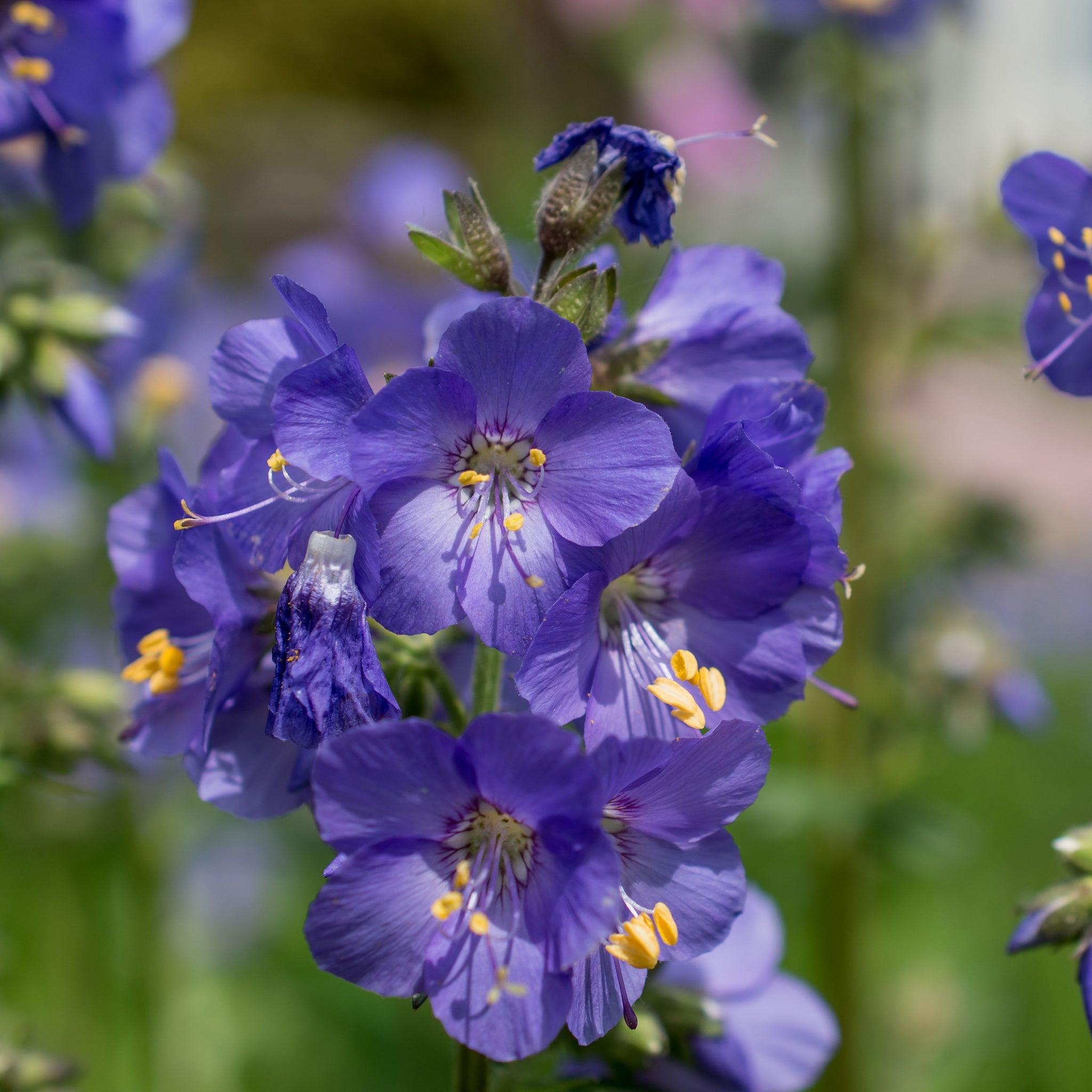 Polemonium 'Blue Whirl' (Jacob's Ladder) 9cm
