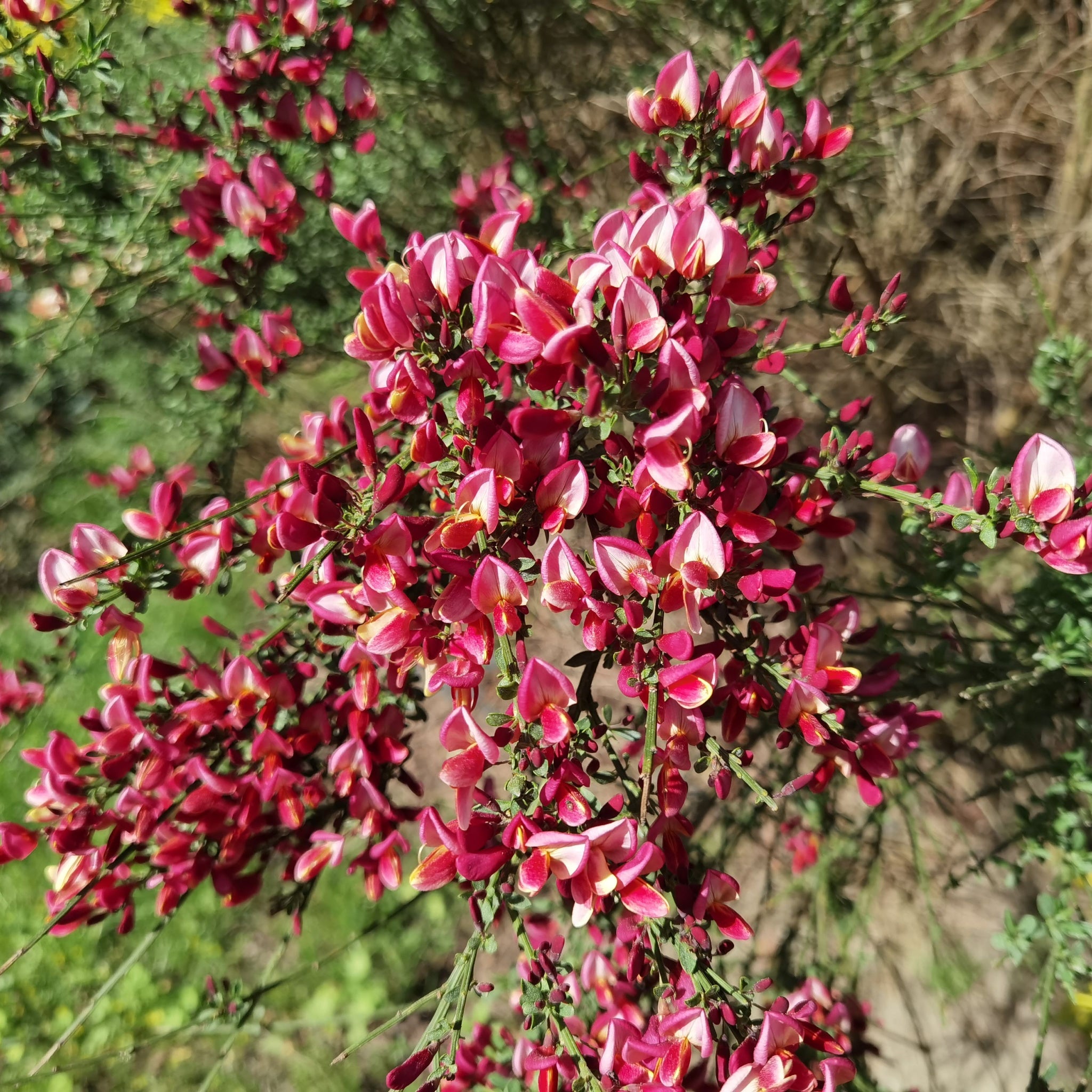 Cytisus 'Zeelandia' Broom