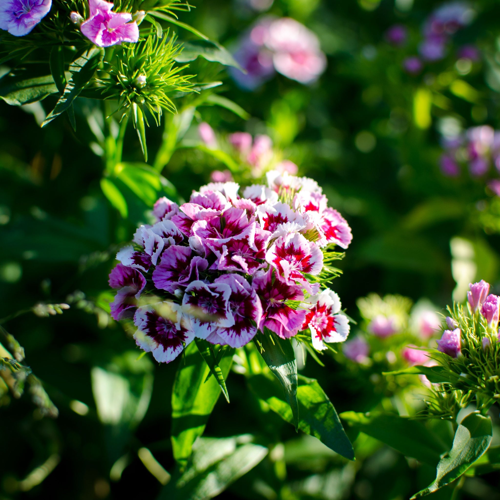 Dianthus Bianca 3L