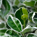 Euonymus japonicus ‘Kathy’ 9cm