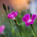 Dianthus - Kahori 3L