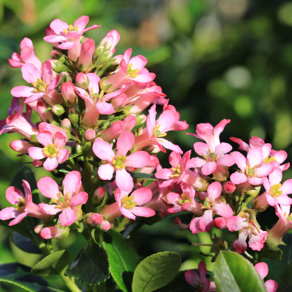 Escallonia 'Pink Elle' 9cm