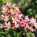 Escallonia 'Pink Elle' 9cm
