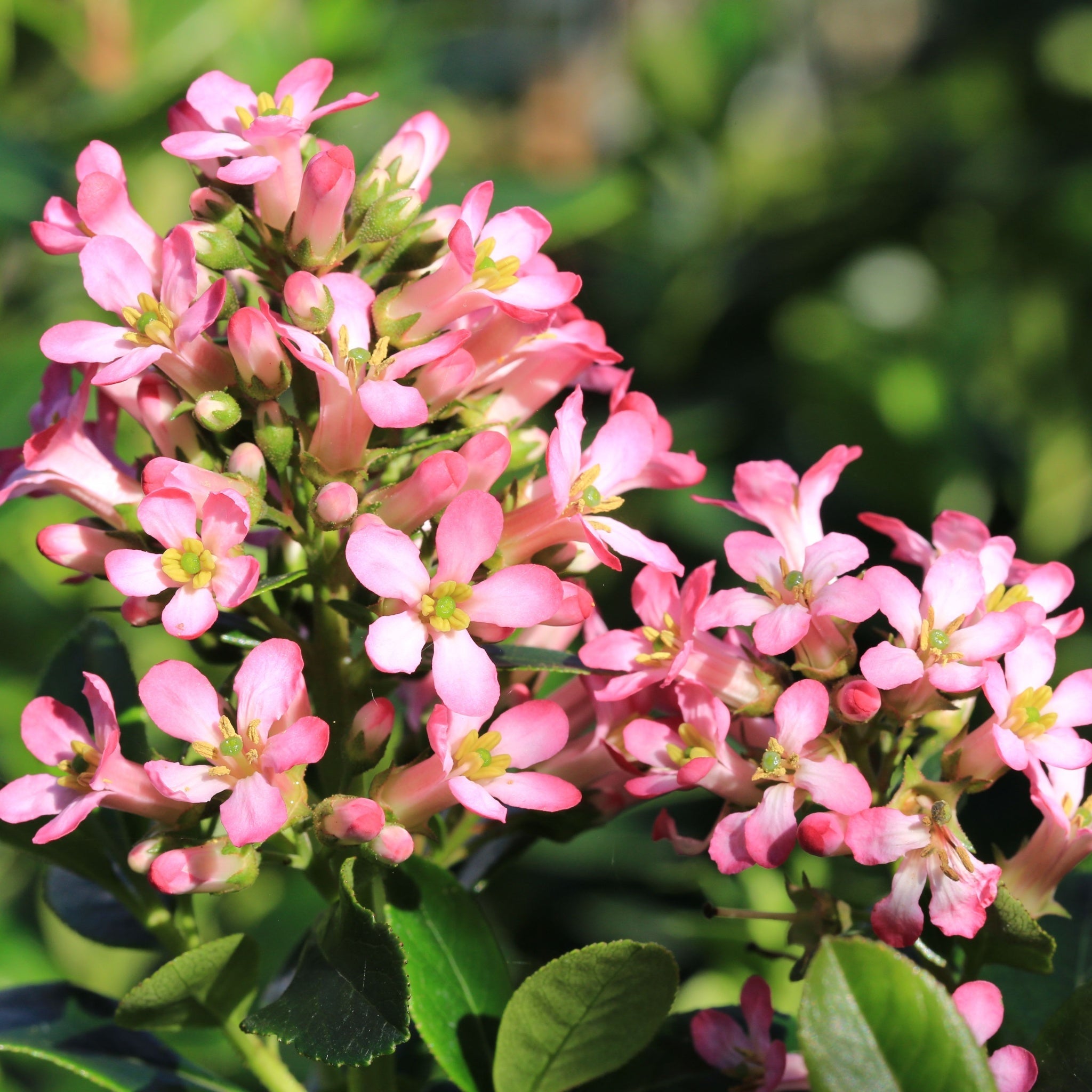 Escallonia 'Pink Elle' 9cm