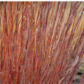 Stipa arundinacea 9cm
