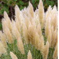Cortaderia Pampas Grass 'Pumila' 1L/2L/4L