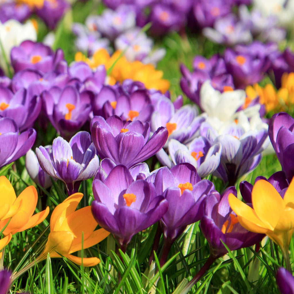 Specie Crocus Mixed (15 Bulbs)