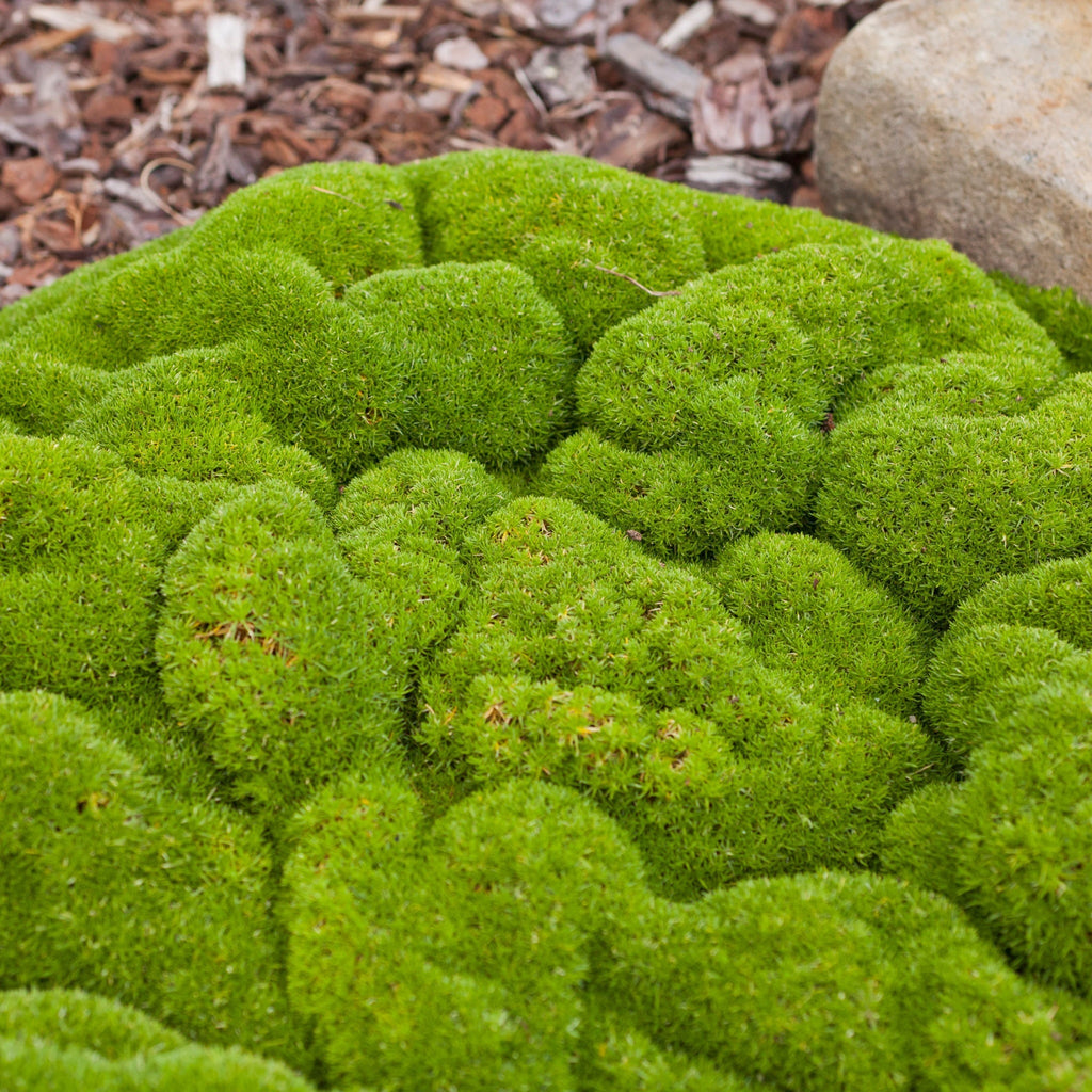 Scleranthus uniflorus 10cm growers pot
