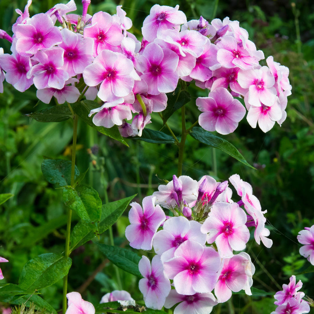 Phlox paniculata 'Bright Eyes' 9cm