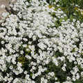 CERASTIUM tomentosum 9cm