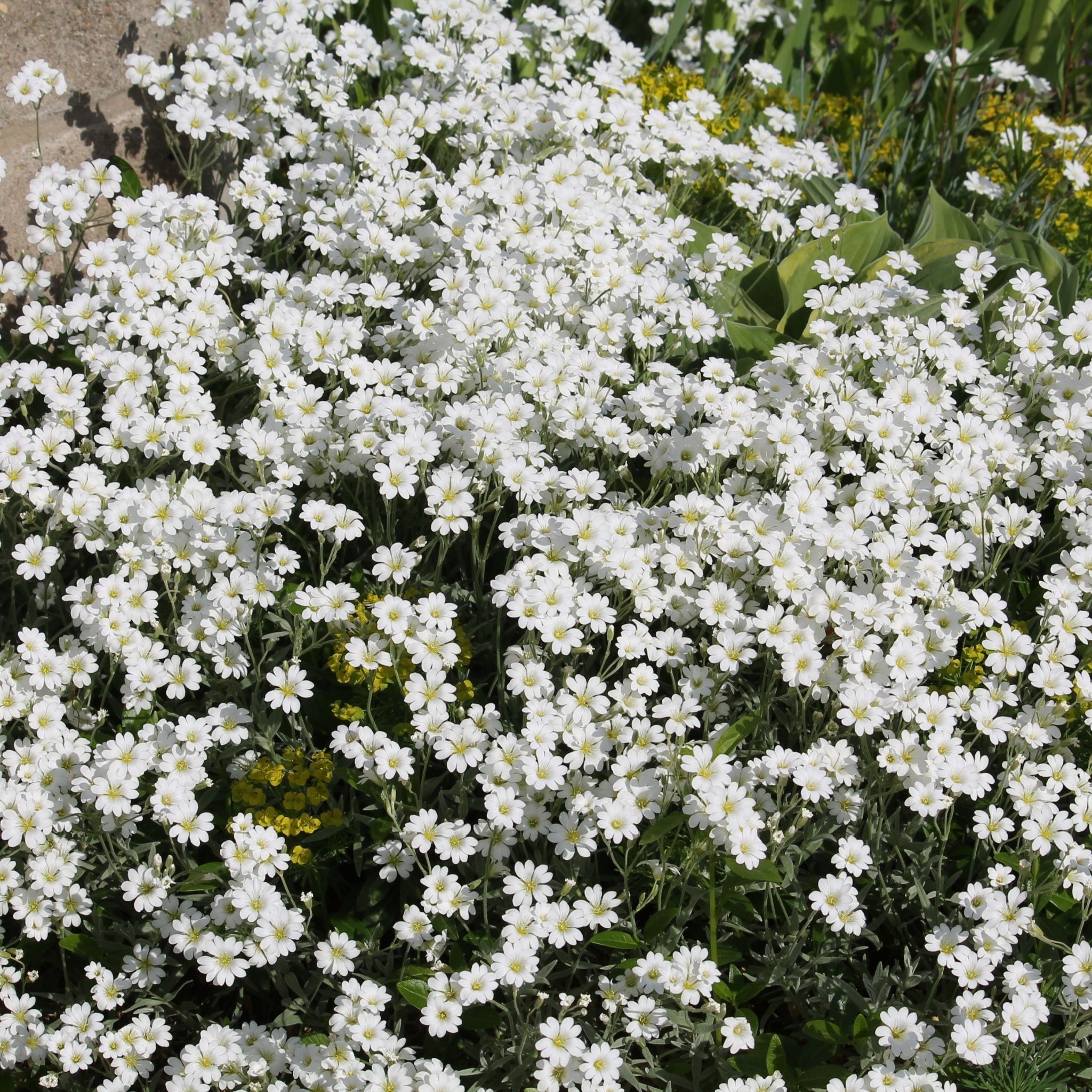 CERASTIUM tomentosum 9cm