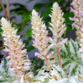 Acanthus mollis 'White Water' 2L