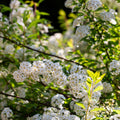 Spiraea japonica 'Halward's Silver' 1L